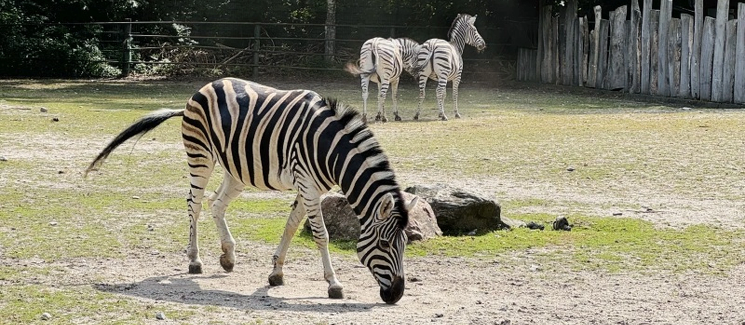 Zebras im Tiergarten Delitzsch Zu sehen ist ein Zebra im Tiergehege, im Hintergrund stehen zwei weitere Zebras.